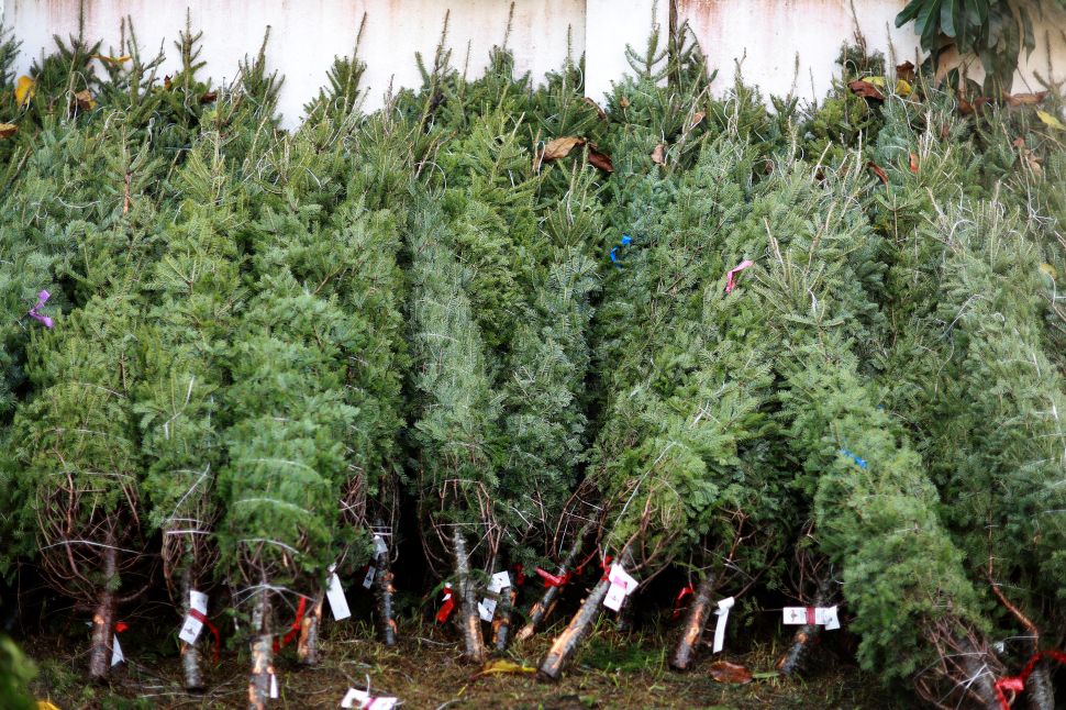 Christmas trees lined up in a row for sale